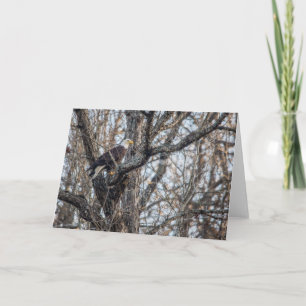 Bald Eagle on the Hunt Card
