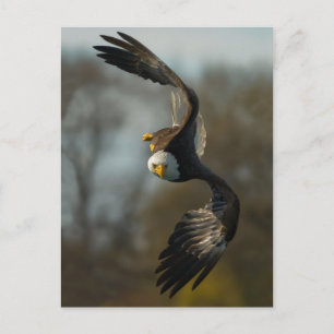 Bald Eagle on the Hunt Postcard