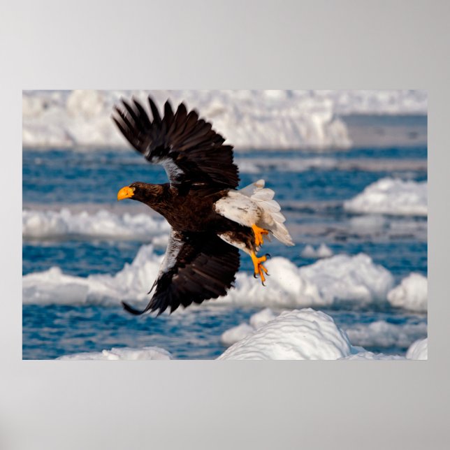 Bald Eagle Over Snow Poster (Front)
