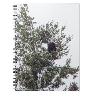 Bald Eagle P2825 Notebook