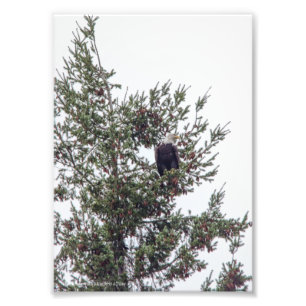 Bald Eagle P2825 Photo Print