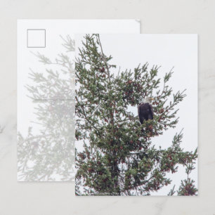 Bald Eagle P2825 Postcard