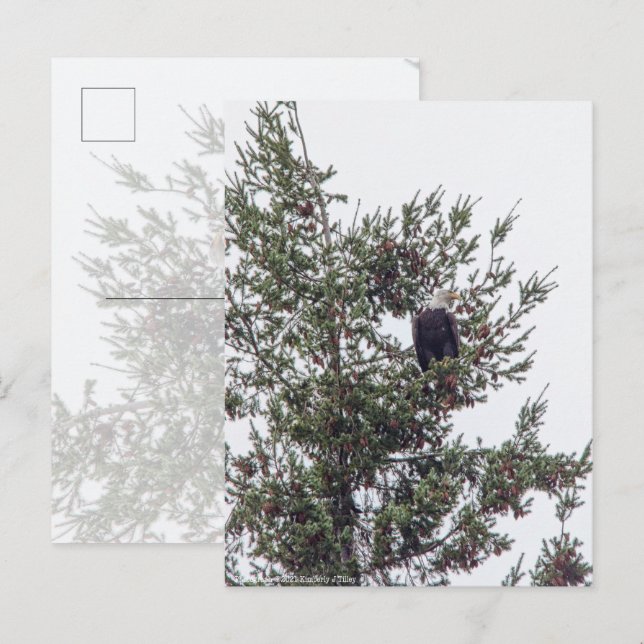 Bald Eagle P2825 Postcard (Front/Back)