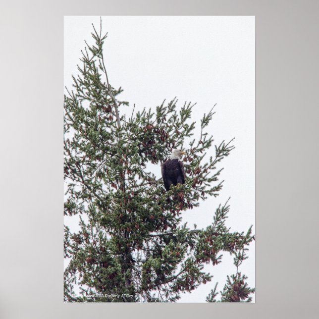 Bald Eagle P2825 Poster (Front)