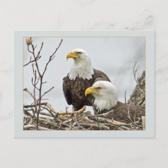 Bald Eagle Pair In Their Nest Postcard (Front)