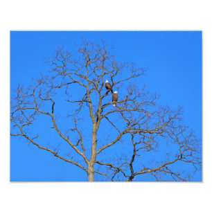 Bald Eagle Pair in Tree Photo Print