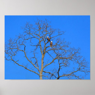 Bald Eagle Pair in Tree Poster