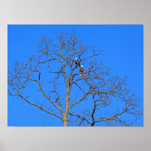 Bald Eagle Pair in Tree Poster (Front)