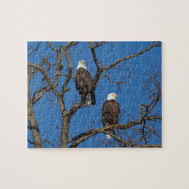 Bald Eagle Pair Jigsaw Puzzle (Horizontal)