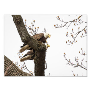 Bald Eagle Pair Perched Together Photo Print