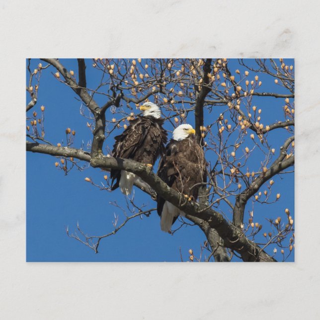 Bald Eagle Pair Postcard (Front)