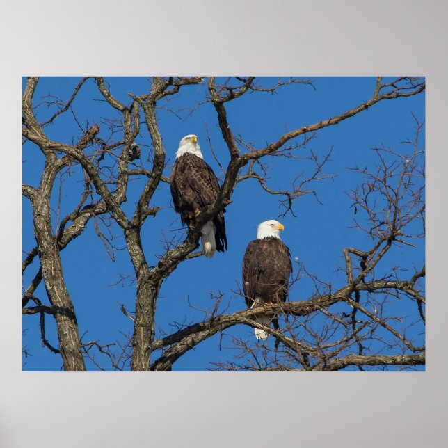 Bald Eagle Pair Poster (Front)