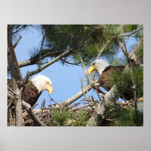 Bald Eagle Pair tending to nest   Poster