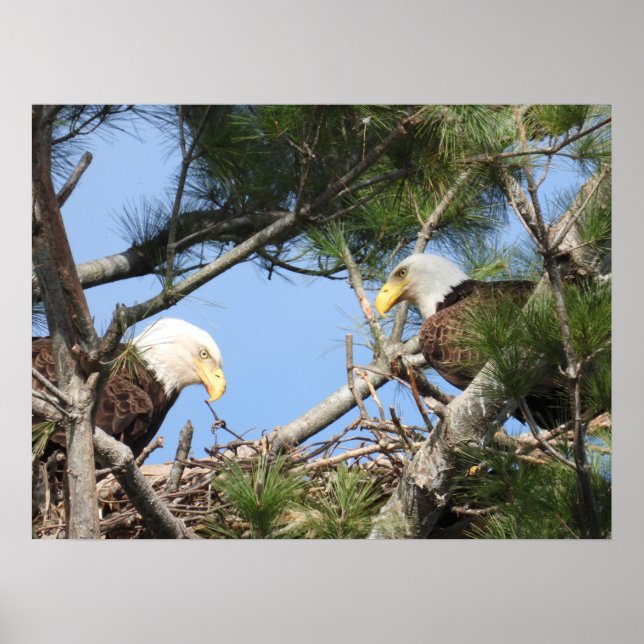 Bald Eagle Pair tending to nest   Poster (Front)