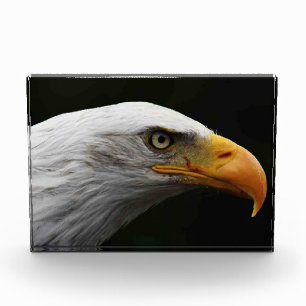 Bald Eagle pbcn Photo Block