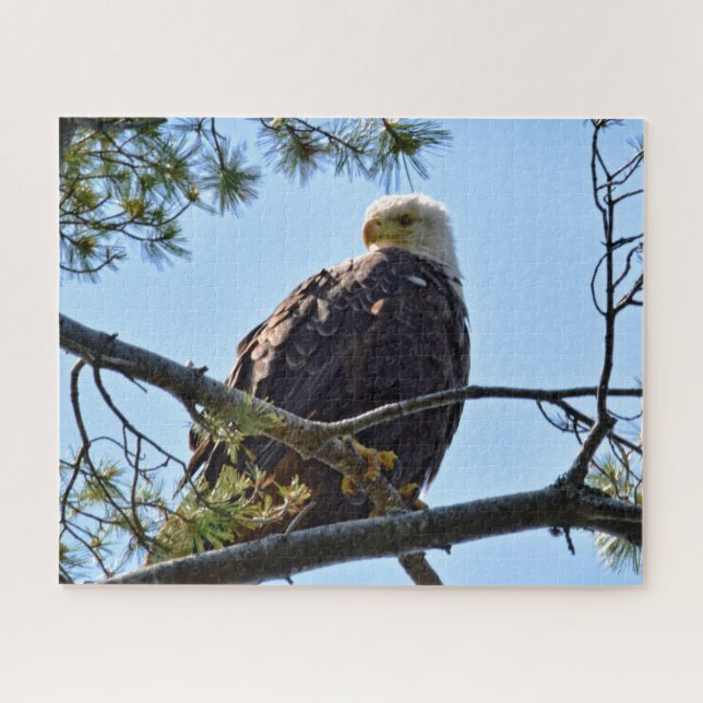 Bald Eagle Perch - 16x20 - 520 pcs. Jigsaw Puzzle (Horizontal)