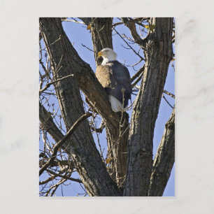 Bald eagle perched in tree postcard