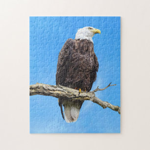 Bald Eagle Perched on a Branch Jigsaw Puzzle