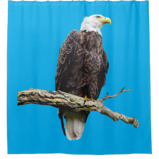 Bald Eagle Perched on a Branch Shower Curtain