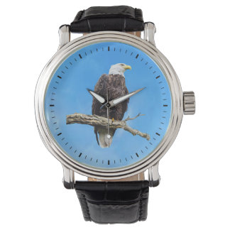 Bald Eagle Perched on a Branch Watch