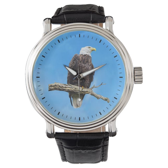 Bald Eagle Perched on a Branch Watch (Front)