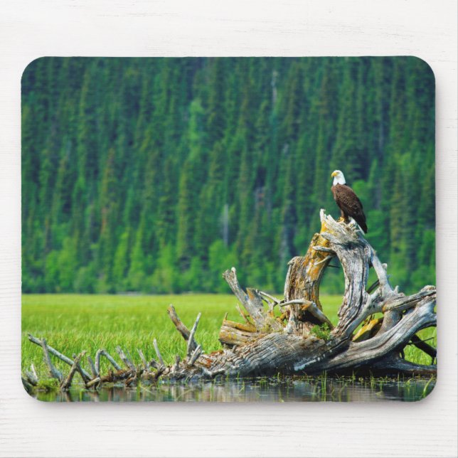 Bald Eagle Perched On Branch Mouse Pad (Front)
