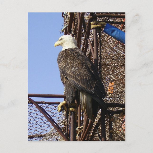 Bald Eagle Perched on Crab Pots Postcard (Front)