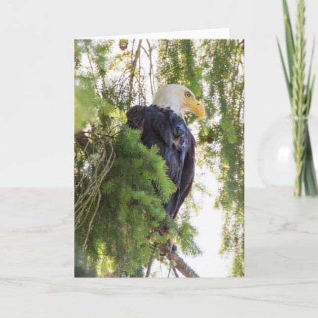 Bald Eagle perches in Douglas Fir Card (Front)