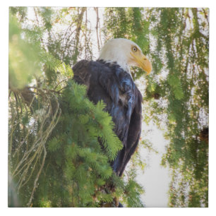 Bald Eagle perches in Douglas Fir Ceramic Tile