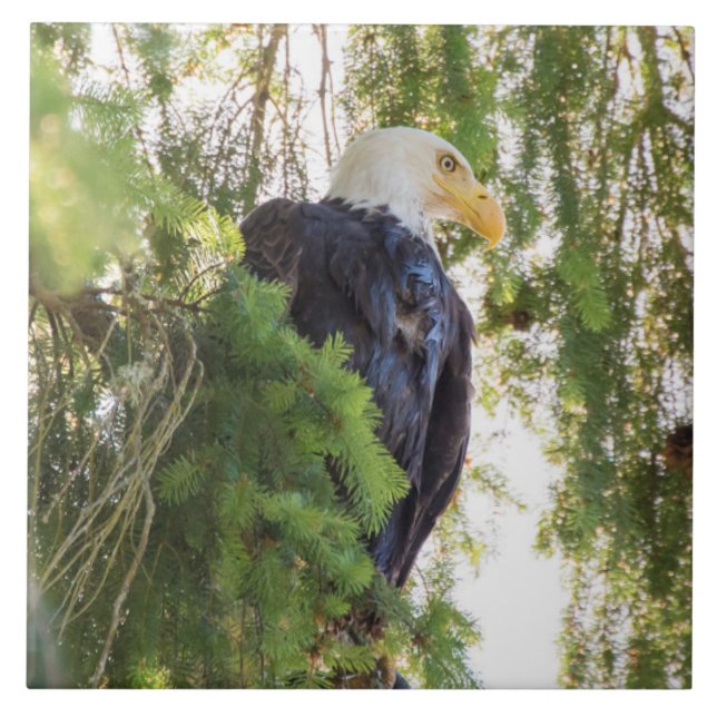 Bald Eagle perches in Douglas Fir Ceramic Tile (Front)