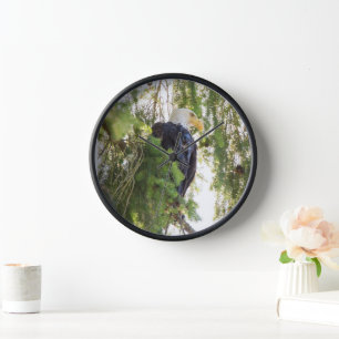 Bald Eagle perches in Douglas Fir Clock