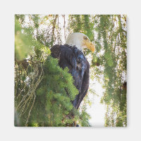 Bald Eagle perches in Douglas Fir