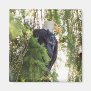 Bald Eagle perches in Douglas Fir Magnet