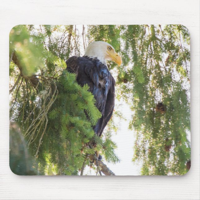 Bald Eagle perches in Douglas Fir Mouse Pad (Front)