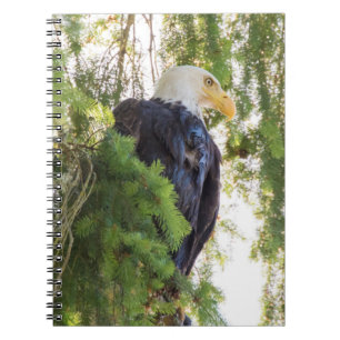 Bald Eagle perches in Douglas Fir Notebook