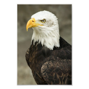 Bald Eagle Photo