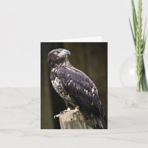 Bald Eagle Photo Folded Note Card