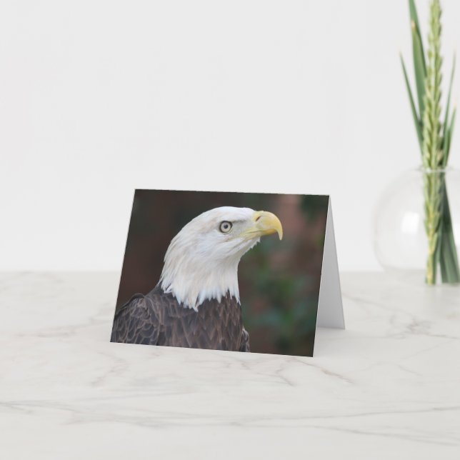 Bald Eagle Photo Folded Note Card (Front)