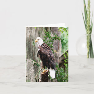 Bald  Eagle Photo Folded Note Card