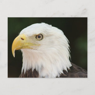 Bald Eagle Photo Postcard