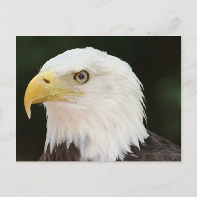 Bald Eagle Photo Postcard (Front)