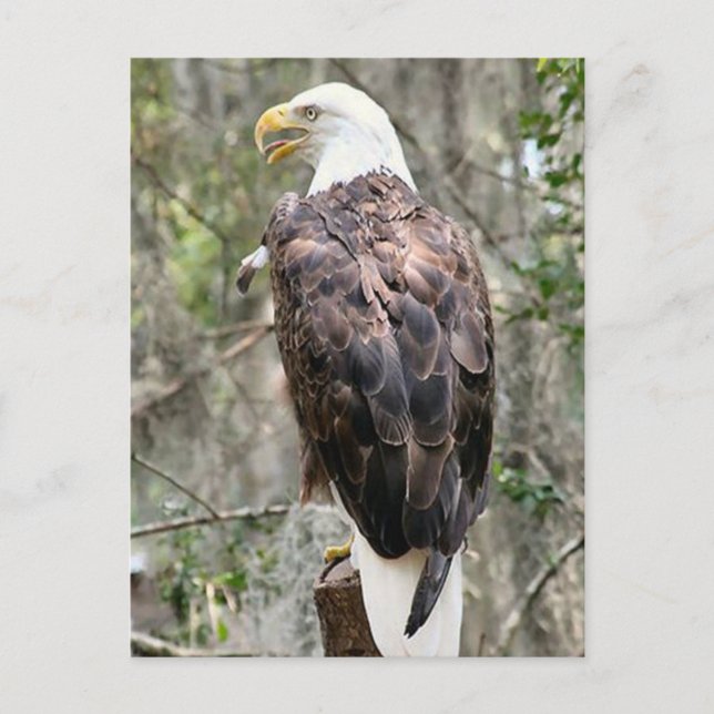Bald Eagle Photo Postcard (Front)
