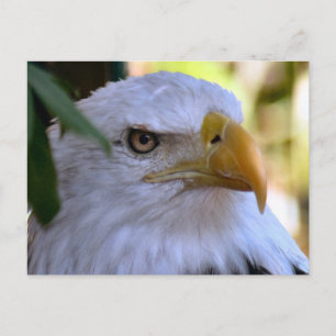 Bald Eagle Photo Postcard