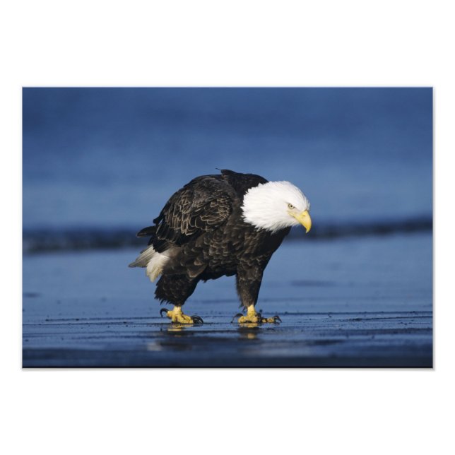 Bald Eagle Photo Print (Front)
