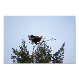 Bald Eagle Photo Print
