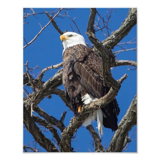 Bald Eagle Photo Print (Front)