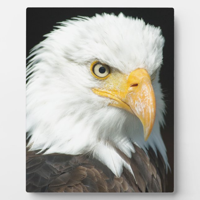 Bald Eagle Plaque (Front)