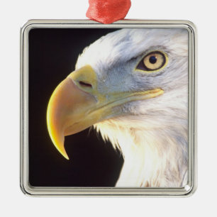 Bald Eagle Portrait, Haliaeetus leucocephalus, Metal Tree Decoration