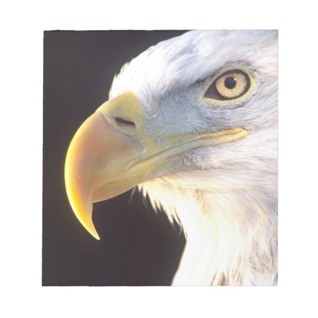 Bald Eagle Portrait, Haliaeetus leucocephalus, Notepad (Front)