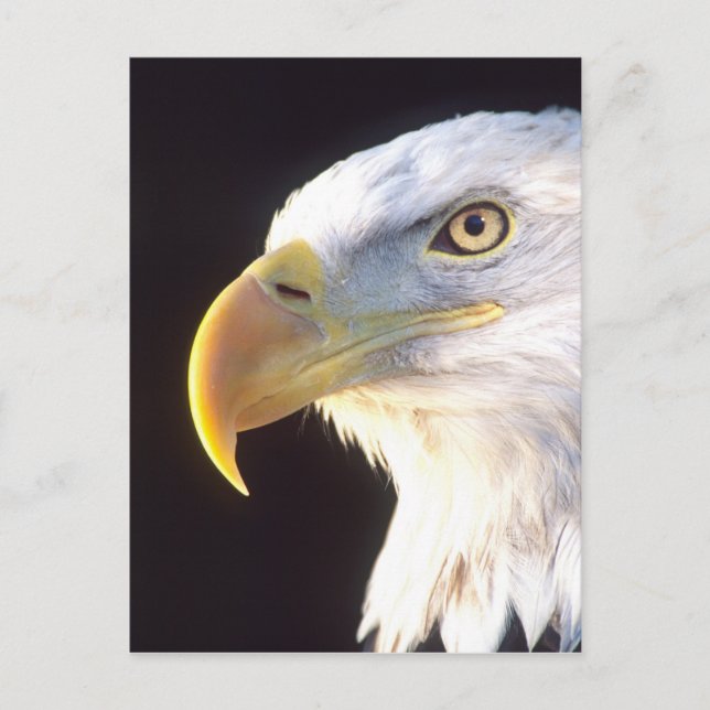 Bald Eagle Portrait, Haliaeetus leucocephalus, Postcard (Front)